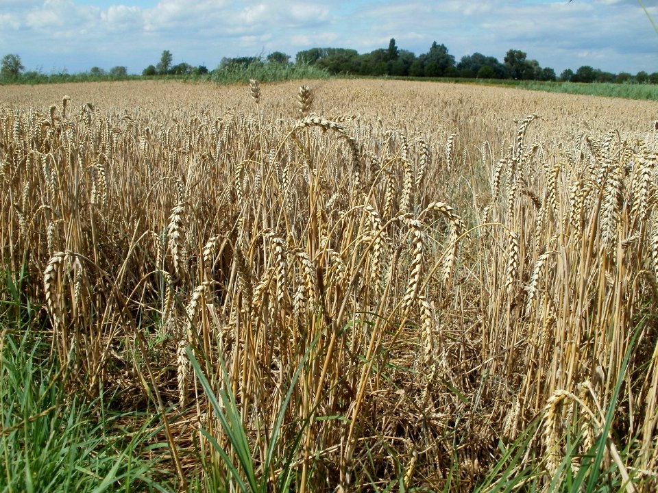 20110714Bach_Leopoldswiesen16