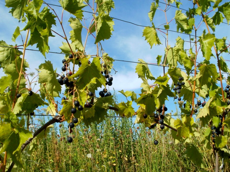 20110802Weinberg_Kurpfalzhof6