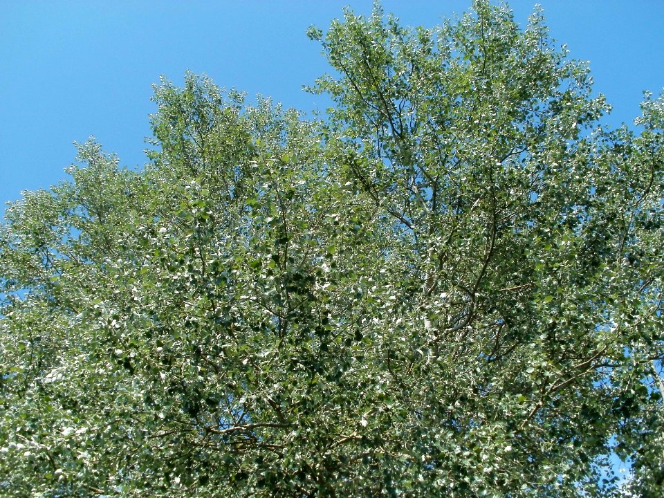 20110714Bach_Leopoldswiesen21