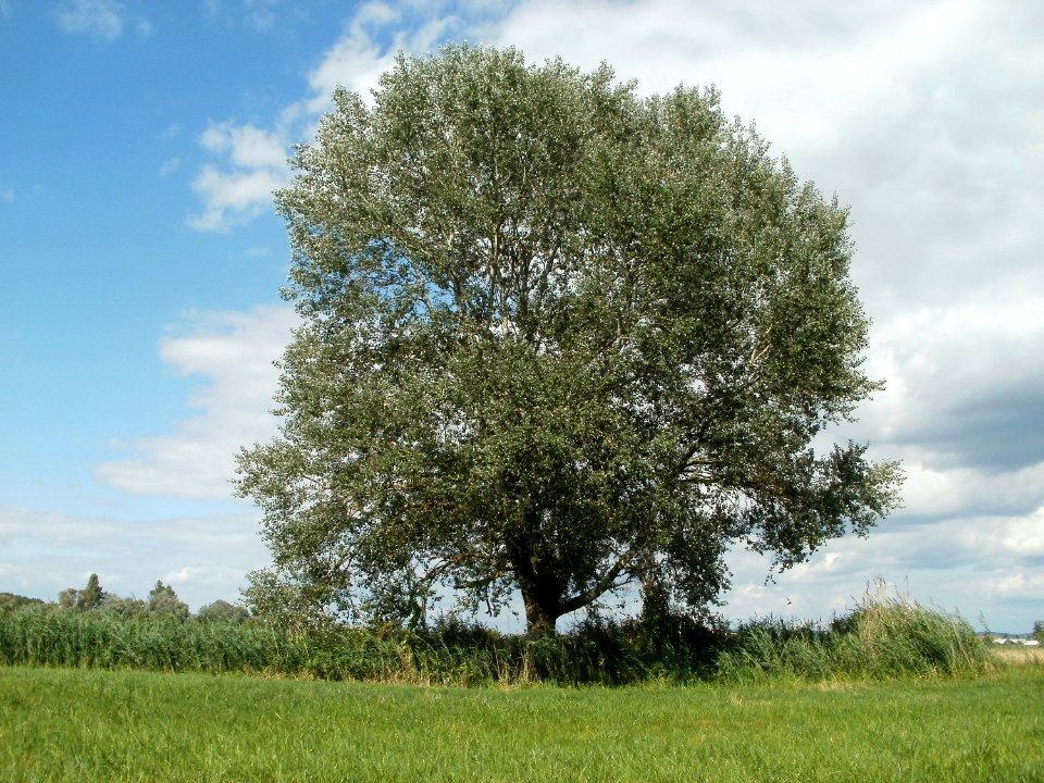 20110714Bach_Leopoldswiesen20