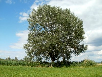 20110714Bach_Leopoldswiesen20