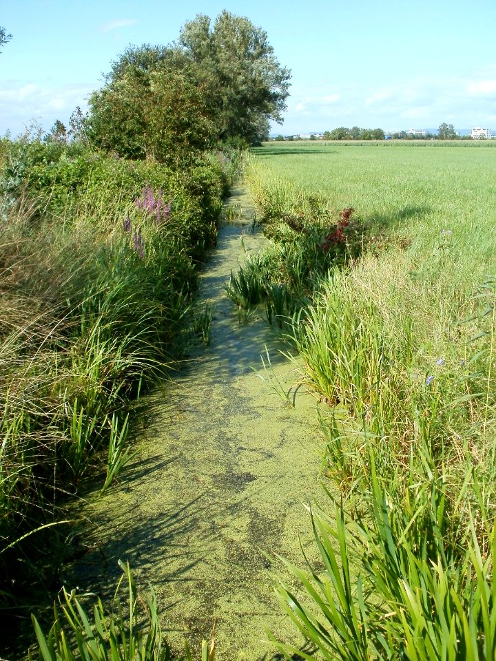 20110714Bach_Leopoldswiesen27