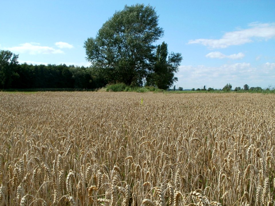 20110714Bach_Leopoldswiesen17