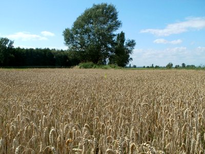 20110714Bach_Leopoldswiesen17