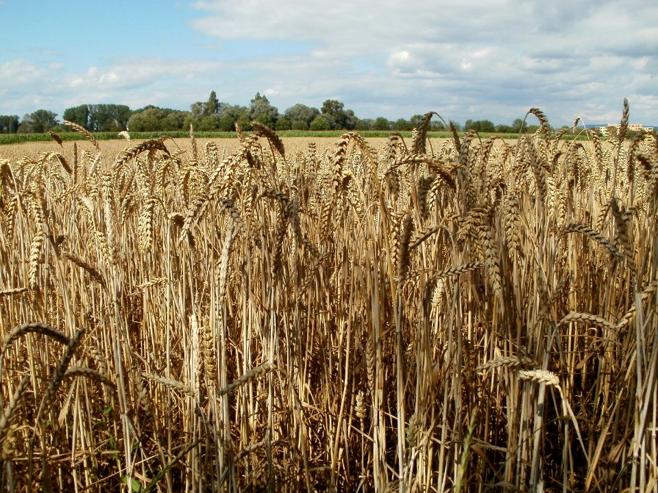 20110714Bach_Leopoldswiesen19
