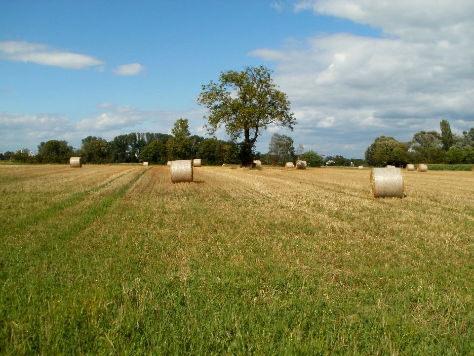 20110714Bach_Leopoldswiesen22