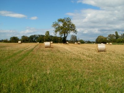 20110714Bach_Leopoldswiesen22