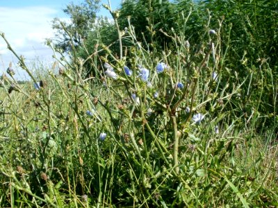 20110714Bach_Leopoldswiesen24