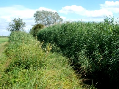 20110714Bach_Leopoldswiesen26
