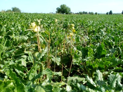 20110802Zuckerrueben_Plankstadt3