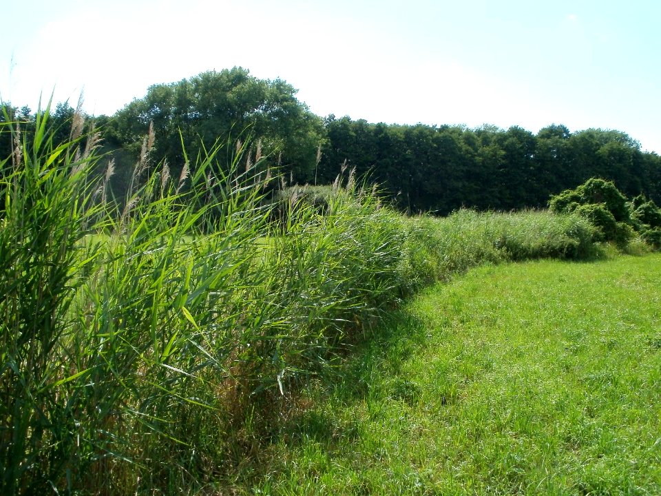 20110714Bach_Leopoldswiesen18