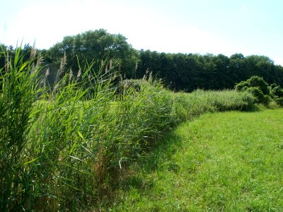 20110714Bach_Leopoldswiesen18