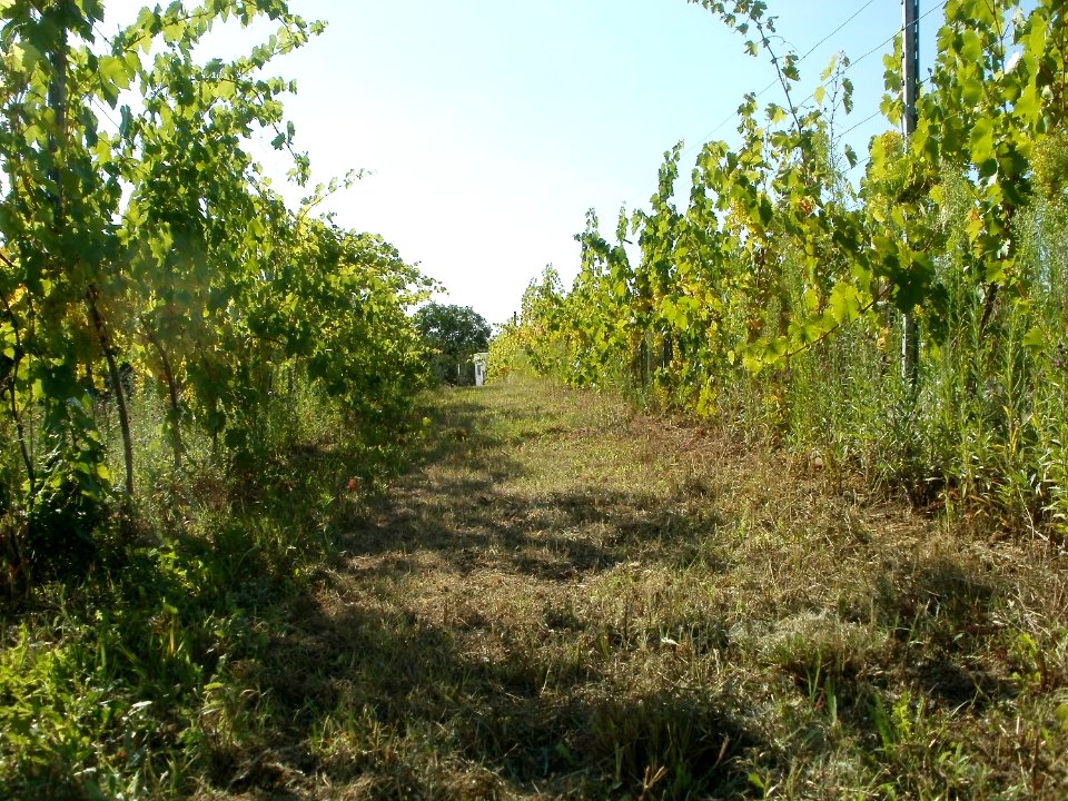 20110802Weinberg_Kurpfalzhof3