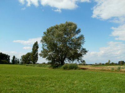 20110714Bach_Leopoldswiesen15