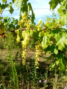 20110802Weinberg_Kurpfalzhof4