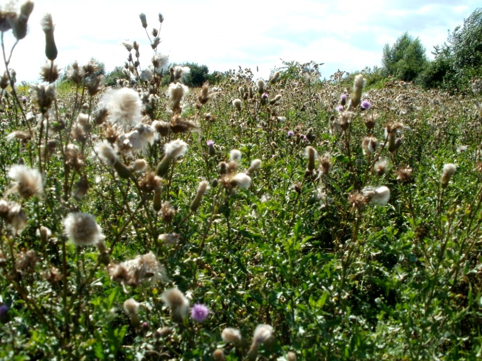 20110714Bach_Leopoldswiesen30