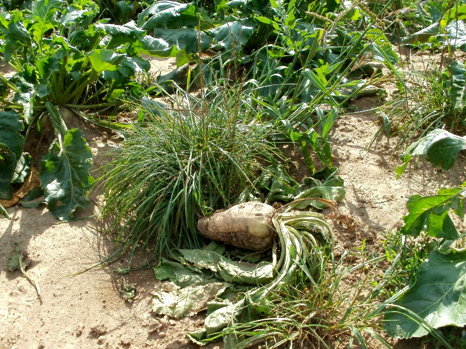 20110802Zuckerrueben_Plankstadt5