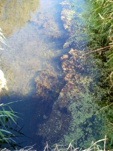 20110714Bach_Leopoldswiesen29
