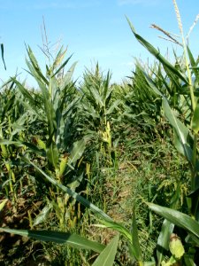 20110802Maisfeld_Plankstadt1
