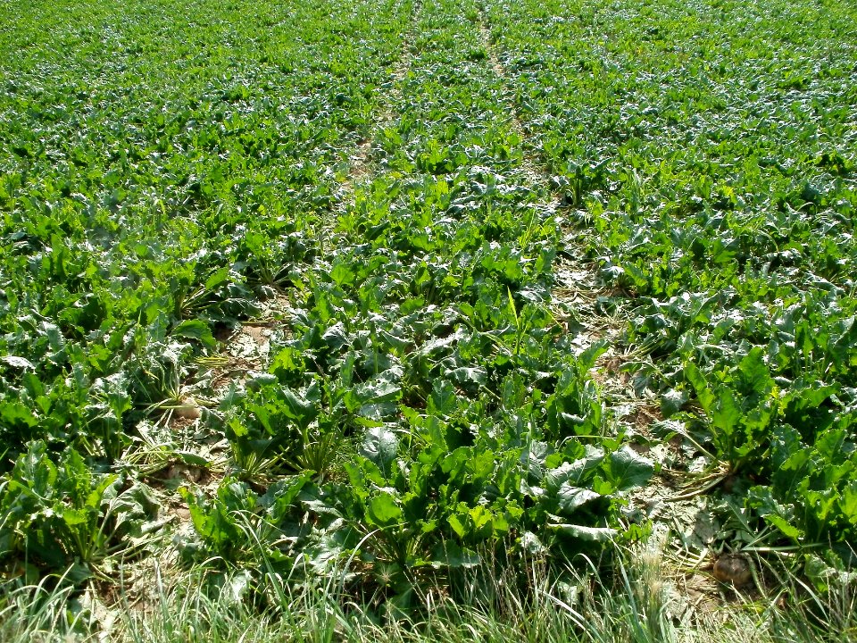 20110802Zuckerrueben_Plankstadt4