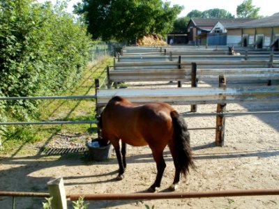 20110802Pferde_Oftersheim