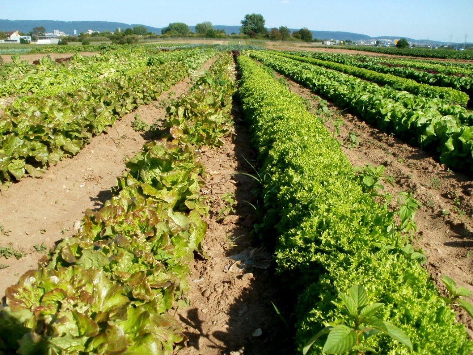 20110802Salat_Kurpfalzhof3