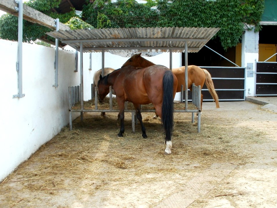 20110729Spargelhof_Grosshans2