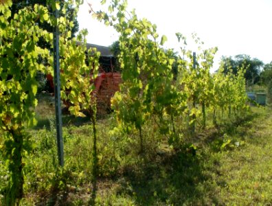 20110802Weinberg_Kurpfalzhof2