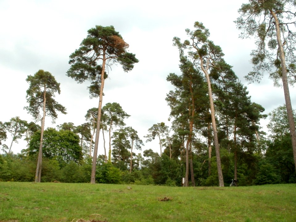 20110730Feldherrenhuegel_Oftersheim4