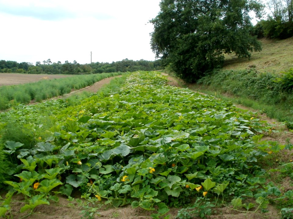 20110730Kuerbisfeld_Duene_Oftersheim5