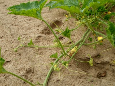 20110730Kuerbisfeld_Duene_Oftersheim4