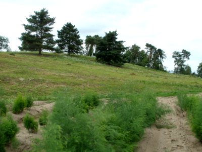 20110730Spargelfeld_Duene_Oftersheim4