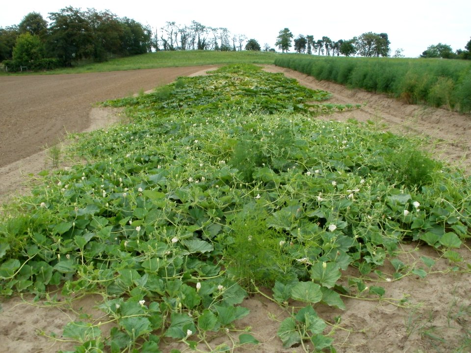 20110730Kuerbisfeld_Duene_Oftersheim1