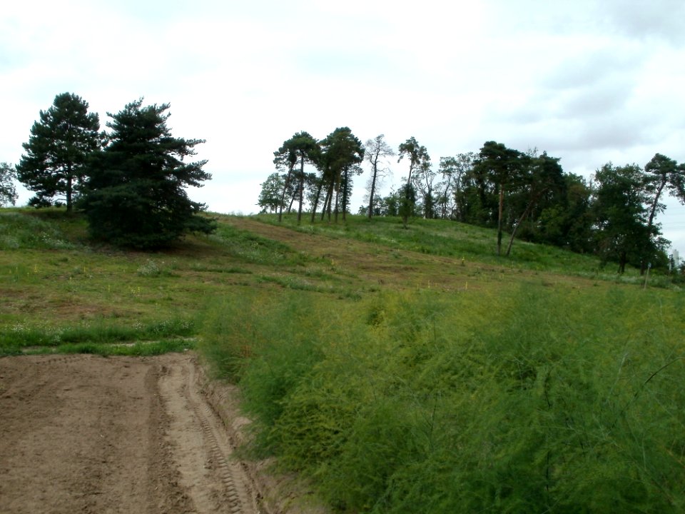 20110730Spargelfeld_Duene_Oftersheim2