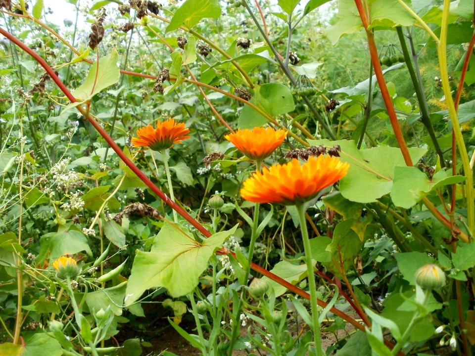 20110730Sonnenblumen_Duene_Oftersheim5