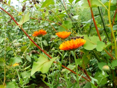20110730Sonnenblumen_Duene_Oftersheim5