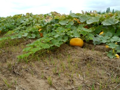 20110730Kuerbisfeld_Duene_Oftersheim6