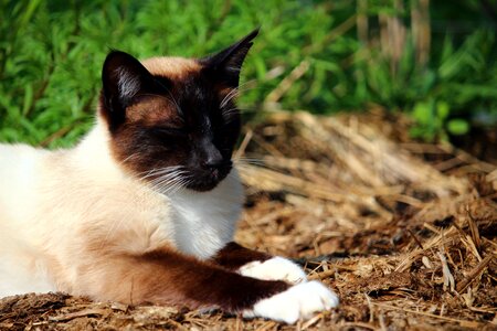 Siamese cat siam siamese photo