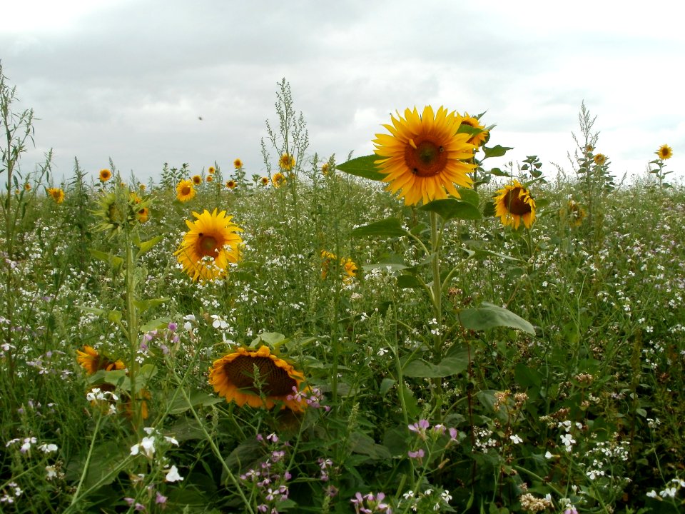 20110730Sonnenblumen_Duene_Oftersheim1