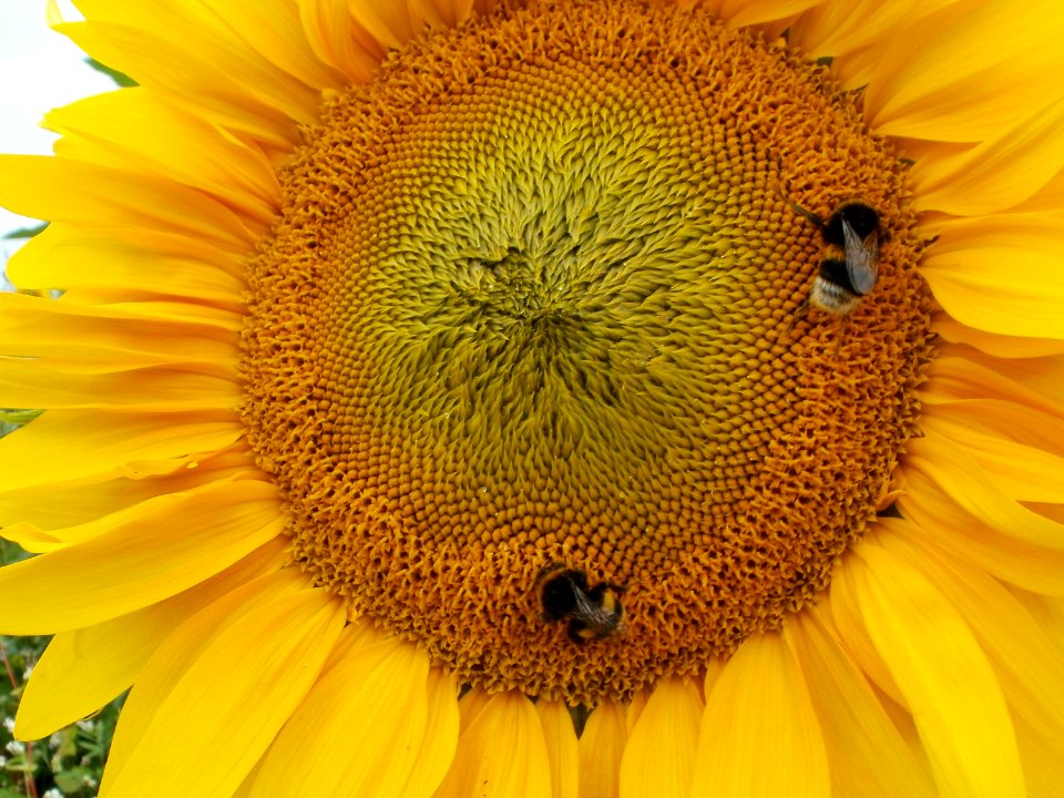 20110730Sonnenblumen_Duene_Oftersheim4