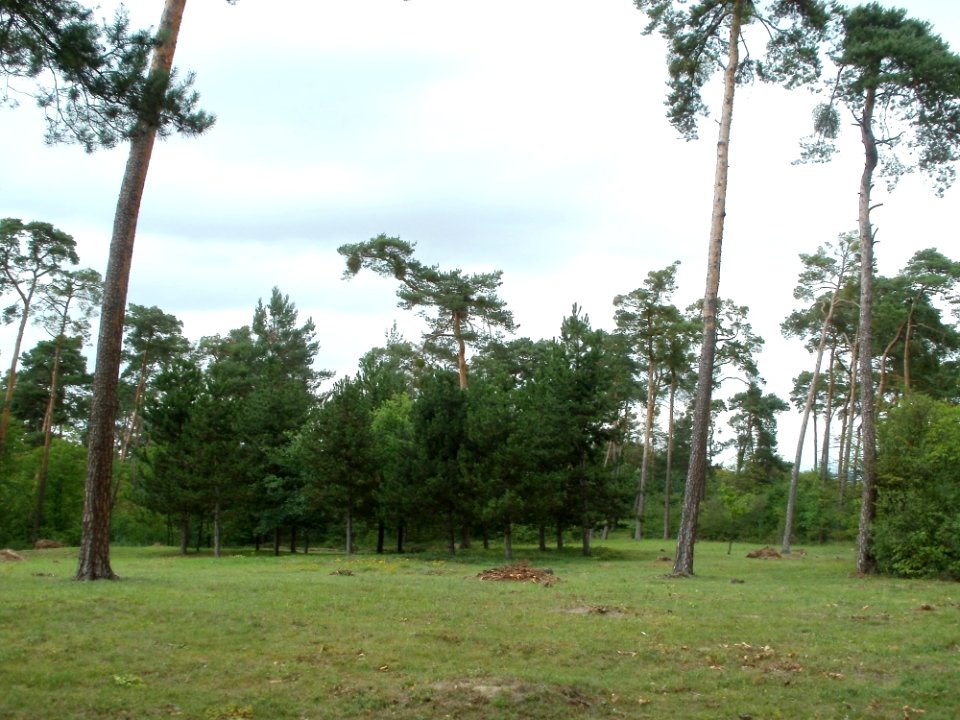20110730Feldherrenhuegel_Oftersheim2