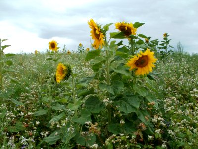 20110730Sonnenblumen_Duene_Oftersheim2