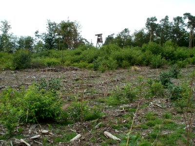 20110730Schwetzinger_Hart4