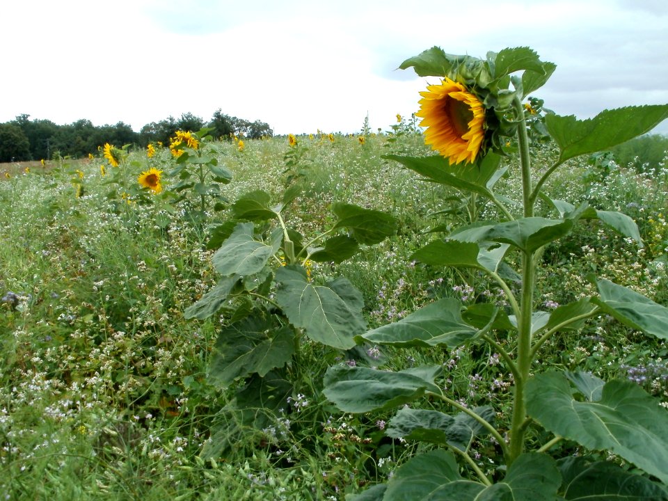 20110730Sonnenblumen_Duene_Oftersheim3