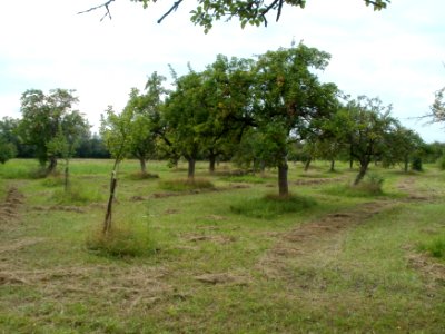 20110812Streuobstwiese_Rheinhausen
