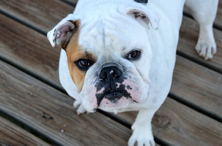 Breed pedigree animal
