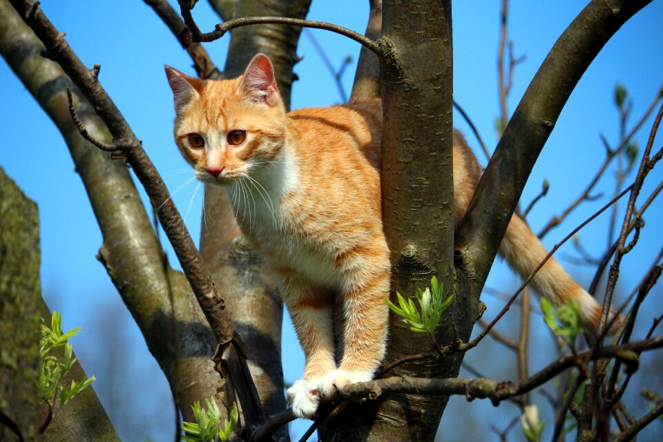 Red mackerel tabby red cat mackerel photo