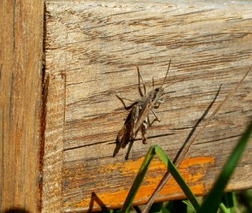 20110807Oedipoda_caerulescens