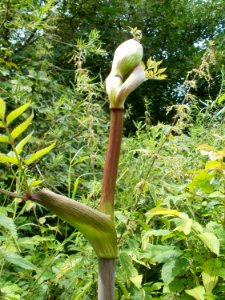20110723Angelica_sylvestris1