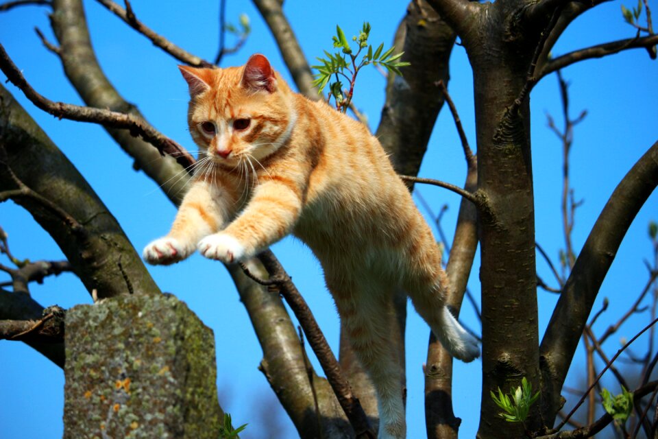 Red mackerel tabby red cat mackerel photo